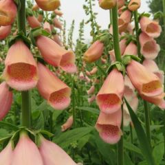 Foxglove Apricot Seeds