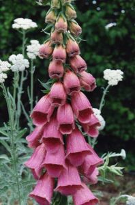 Strawberry Foxglove Seeds