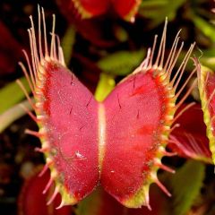 Dionaea Muscipula Mix of Other Forms (Venus Flytrap)
