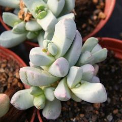 Shop Dracophilus dealbatus seeds online. 