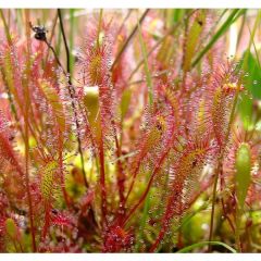 English sundew , Great sundew - (Drosera Anglica)