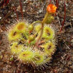 Drosera Glanduligera Seeds