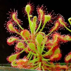 Drosera Madagascariensis Seeds