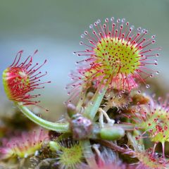 Drosera Rotundifolia Seeds (Round Leaf Sundews)