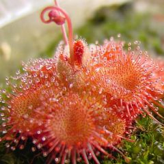 Drosera Sessilifolia Seeds