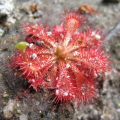 Drosera Spatulata