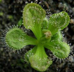 Drosera Whittakeri (Scented Sundew)