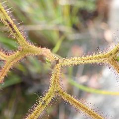 Drosera Binata var. Dichotoma Seeds
