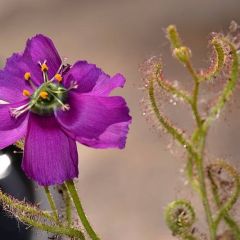 Drosera Cistiflora