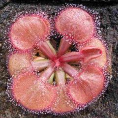 Drosera Falconeri Seeds