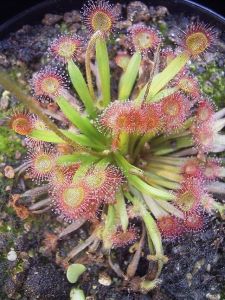Drosera Kenneallyi Seeds