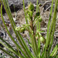 Drosophyllum Lusitanicum