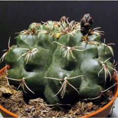 Dwarf Chin Cactus