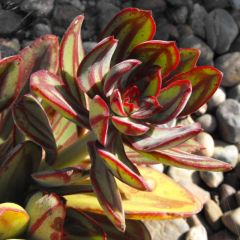 Echeveria Nodulosa Seeds