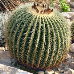 Echinocactus Grusonii (Golden Barrel Cactus)
