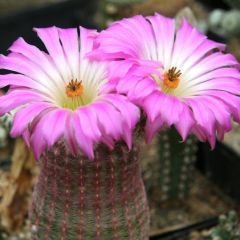 Echinocereus Rigidissimus (Arizona Rainbow Cactus)
