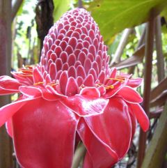 Etlingera Elatior Red (Red Torch Ginger)