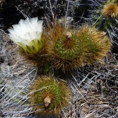 Eulychnia Acida Seeds (Copao Seeds)