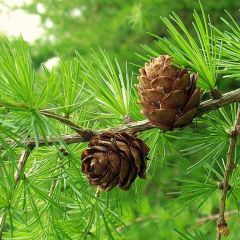 European Larch Seeds (Larix Decidua)