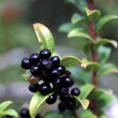 Vaccinium ovatum – Evergreen Huckleberry