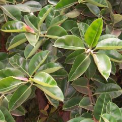 Ficus Elastica Decora (Ficus Elastica, Rubber Tree, Caoutchouc Tree)