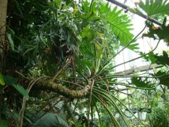 Philodendron Bipinnatifidum Seeds (Lacy Tree Philodendron, Selloum)