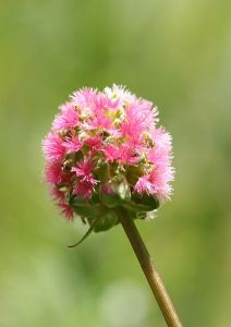 Sanguisorba minor Seeds (Salad burnet Seeds, Garden burnet Seeds)