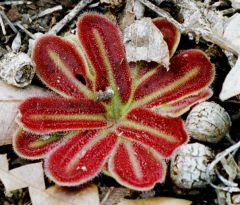 Drosera Erythrorhiza Squamosa