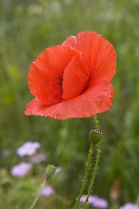 Papaver Rhoeas Seeds (Common Poppy Seeds, Coquelicot)