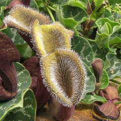 Aristolochia Chilensis (Oreja de Zorro)