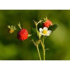 Woodland Strawberry Seeds