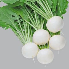 Fuku Komachi Turnip Seeds