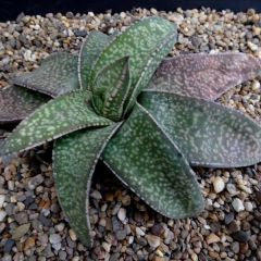 Gasteria Vlokii