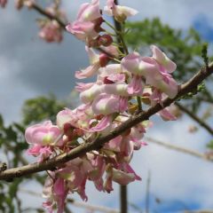 Gliricidia Sepium Seeds (Quick Stick, Mexican Lilac, Mother of Cocoa Seeds)