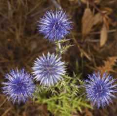 Globe Thistle Seeds