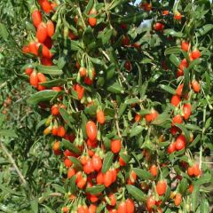 Goji Berry Seeds (Lycium barbarum)