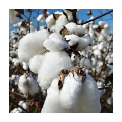 Gossypium Herbaceum Seeds (Cotton Plant Seeds, Levant Cotton)