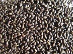 Graines en gros - paquets de 500 (ou 200)