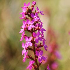 Grass Triggerplant Seeds