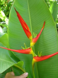 Heliconia Latispatha Red and Yellow Seeds (Golden Lobster Claw Heliconia Seeds)