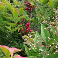 Heavenly Bamboo Seeds