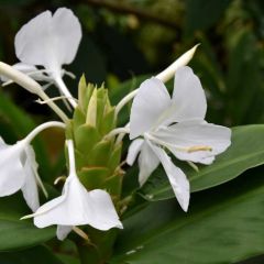 Hedychium Coronarium Flavum (Creamy Ginger)