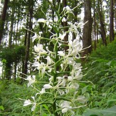 Hedychium Stenopetalum