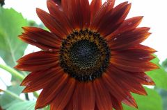 Helianthus Chocolate (Sunflower, Velvet Queen)