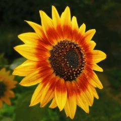 Sunflower Plant Seeds