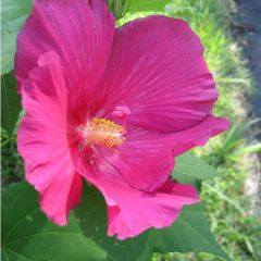Hibiscus Mutabilis (Confederate Rose)
