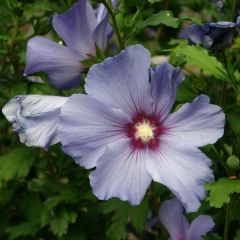 Hibiscus Syriacus Seeds (Rose of Sharon Seeds)