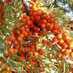 Sea-Buckthorn (Hippophae rhamnoides)