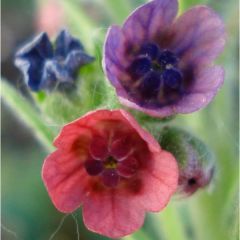 Houndstongue (Cynoglossum officinale)