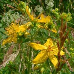 Hypericum Perforatum (St John's Wort )